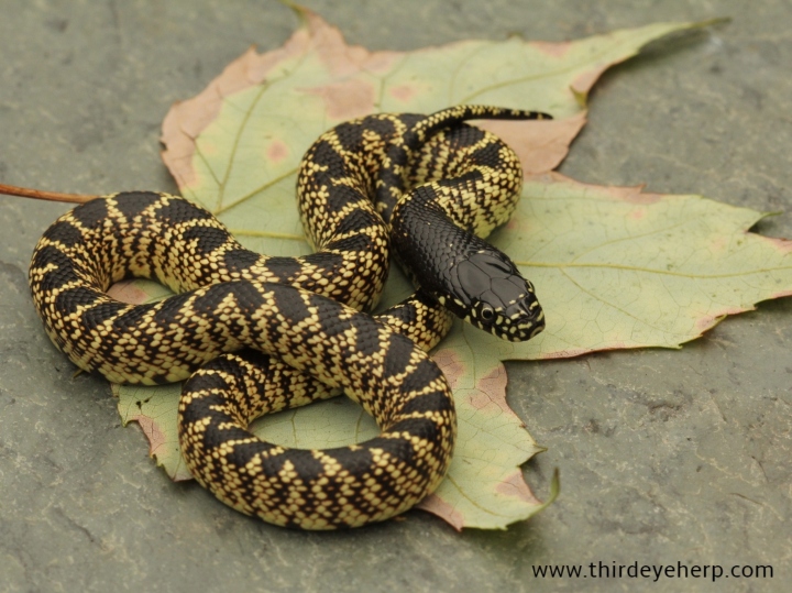 Desert Kingsnake